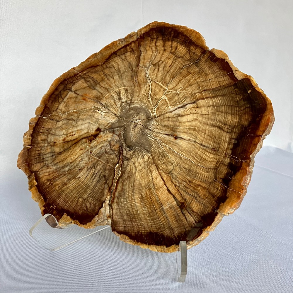 A Large Fossilised Or Petrified Wood Specimen, Polished With Perspex Stand, Circa 120 - 240 Million Years Old View VI