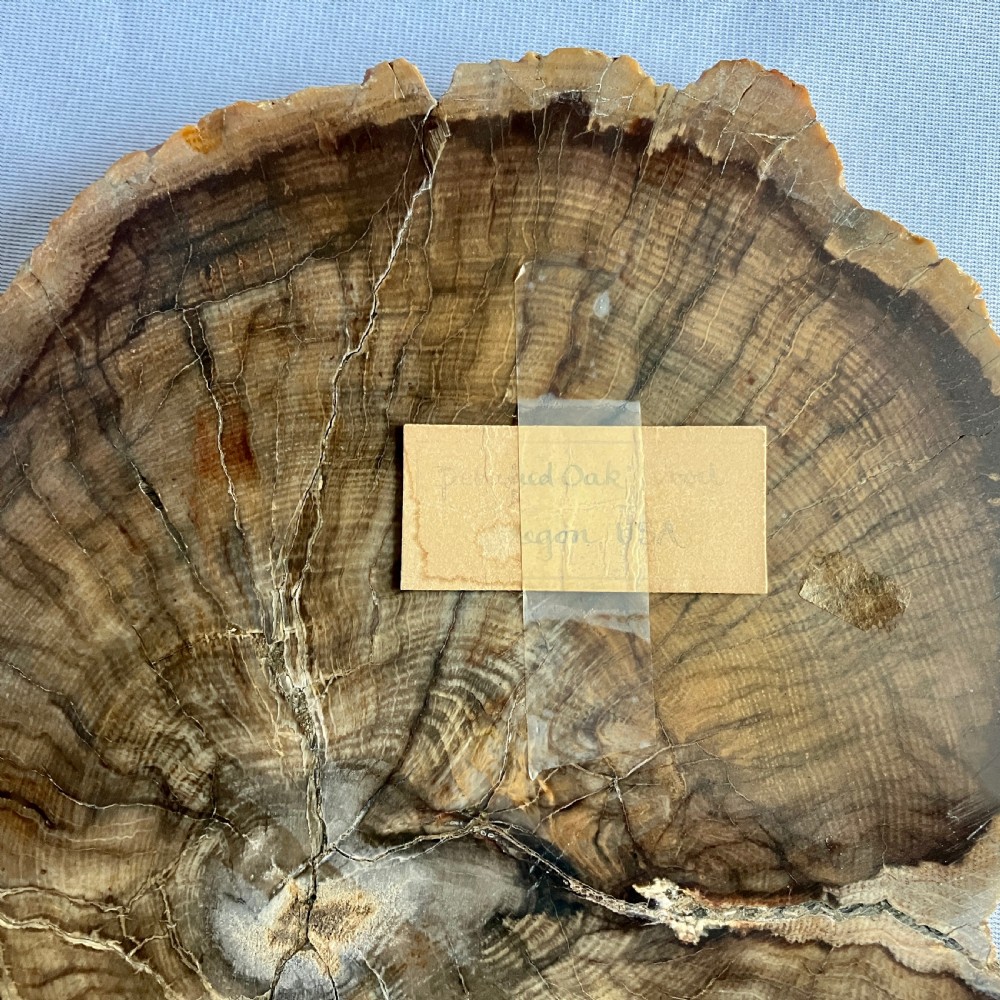 A Large Fossilised Or Petrified Wood Specimen, Polished With Perspex Stand, Circa 120 - 240 Million Years Old View VII