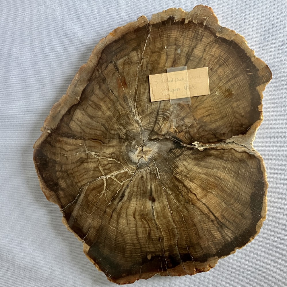 A Large Fossilised Or Petrified Wood Specimen, Polished With Perspex Stand, Circa 120 - 240 Million Years Old View VIII