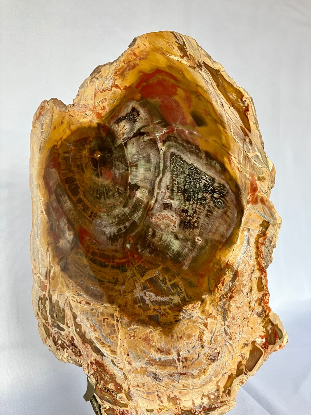 A Large Fossilised Or Petrified Wood Specimen, Polished And Mounted On A Bespoke Stand, Circa 120 - 240 Million Years Old View III