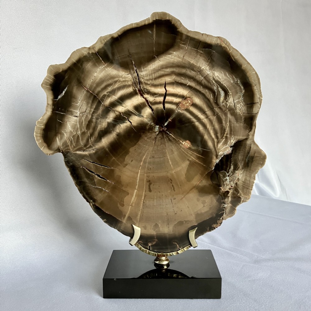 A polished cross-section of brown fossilised wood displaying growth rings, mounted on a brass bracket with a rectangular black base.