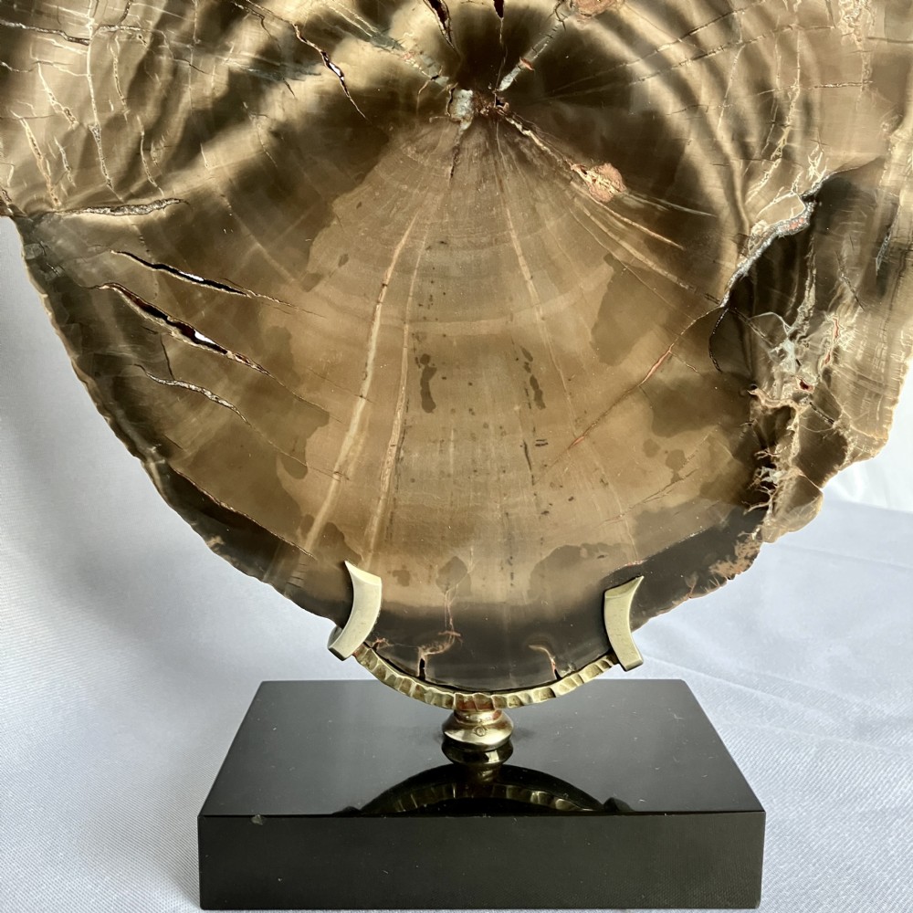 A polished cross-section of brown fossilised wood displaying growth rings, mounted on a brass bracket with a rectangular black base. View II