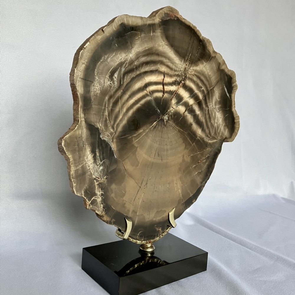 A polished cross-section of brown fossilised wood displaying growth rings, mounted on a brass bracket with a rectangular black base. View III