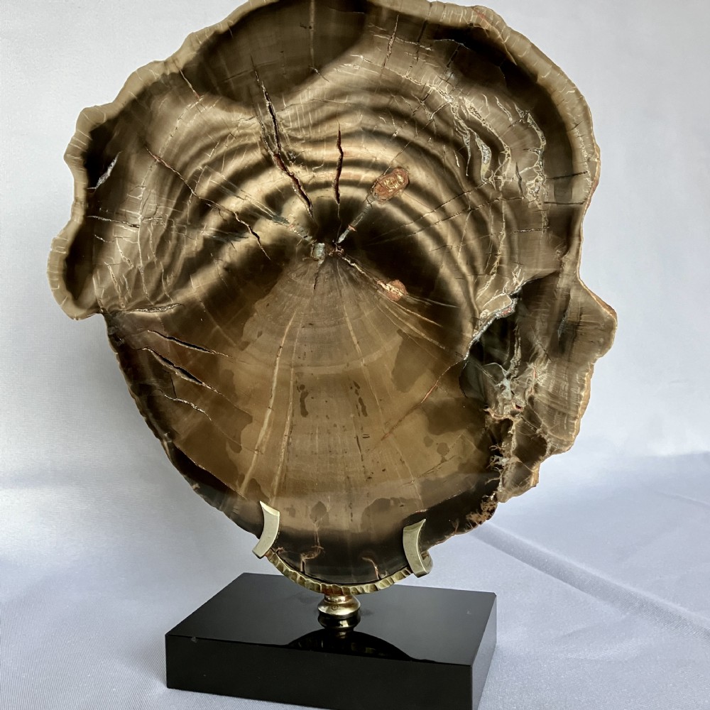 A polished cross-section of brown fossilised wood displaying growth rings, mounted on a brass bracket with a rectangular black base. View IV