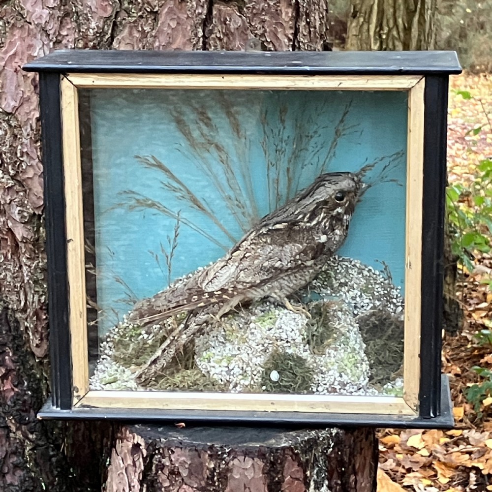 Victorian Taxidermy European Nightjar in Glass Display Case – 19th Century Natural History Specimen, Circa 1890