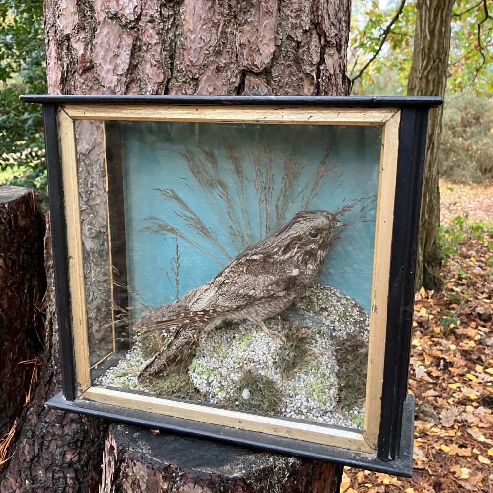 Victorian Taxidermy European Nightjar in Glass Display Case – 19th Century Natural History Specimen, Circa 1890 View II