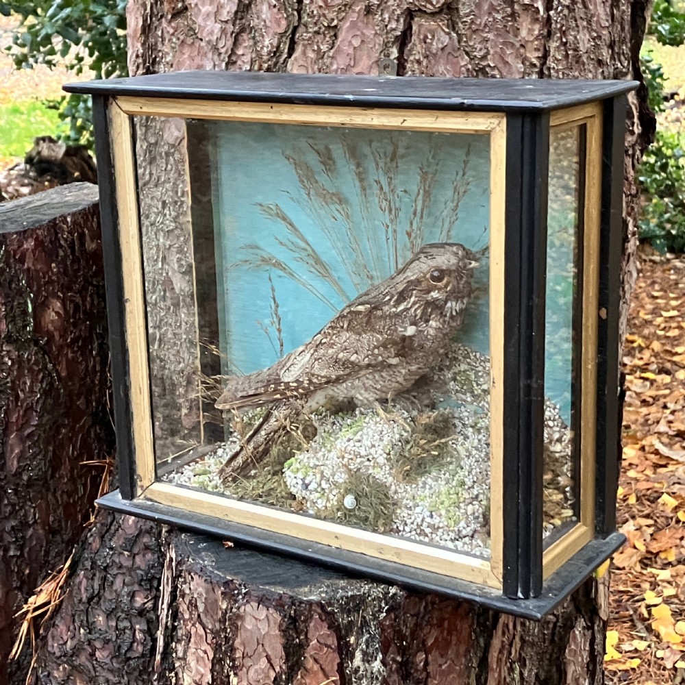 Victorian Taxidermy European Nightjar in Glass Display Case – 19th Century Natural History Specimen, Circa 1890 View V
