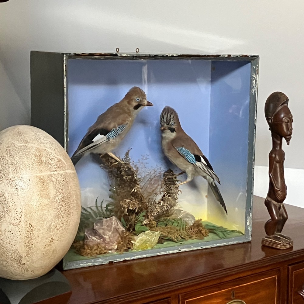 A glazed wooden display case featuring two preserved Eurasian jays perched on branches amidst natural moss and foliage against a sky backdrop. View II