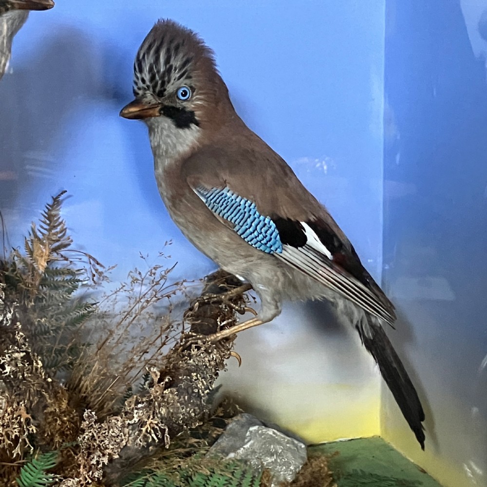 A glazed wooden display case featuring two preserved Eurasian jays perched on branches amidst natural moss and foliage against a sky backdrop. View IV