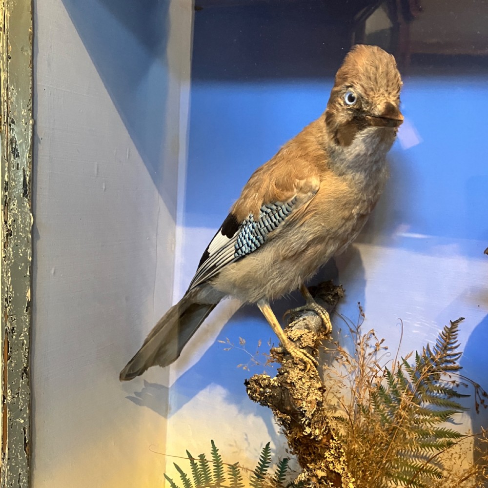A glazed wooden display case featuring two preserved Eurasian jays perched on branches amidst natural moss and foliage against a sky backdrop. View V