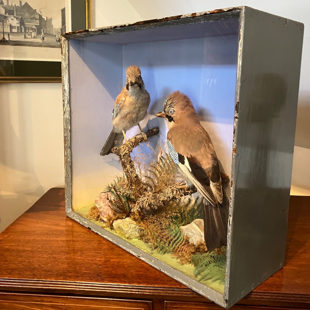 A glazed wooden display case featuring two preserved Eurasian jays perched on branches amidst natural moss and foliage against a sky backdrop. View VI