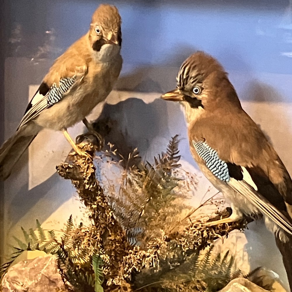 A glazed wooden display case featuring two preserved Eurasian jays perched on branches amidst natural moss and foliage against a sky backdrop. View VII