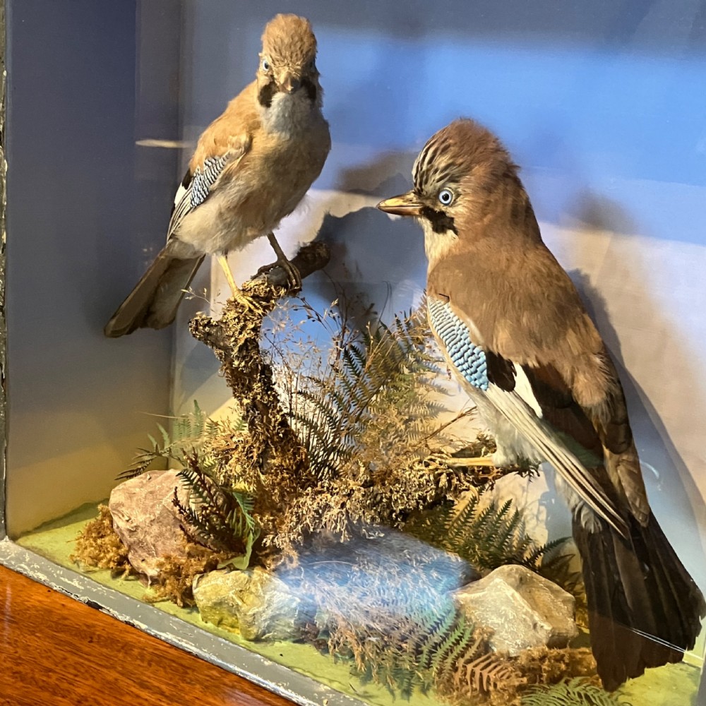 A glazed wooden display case featuring two preserved Eurasian jays perched on branches amidst natural moss and foliage against a sky backdrop. View VIII