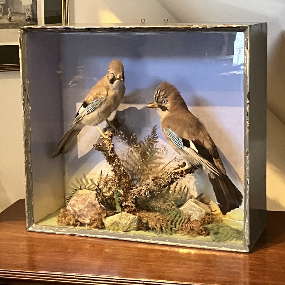 A glazed wooden display case featuring two preserved Eurasian jays perched on branches amidst natural moss and foliage against a sky backdrop. View IX