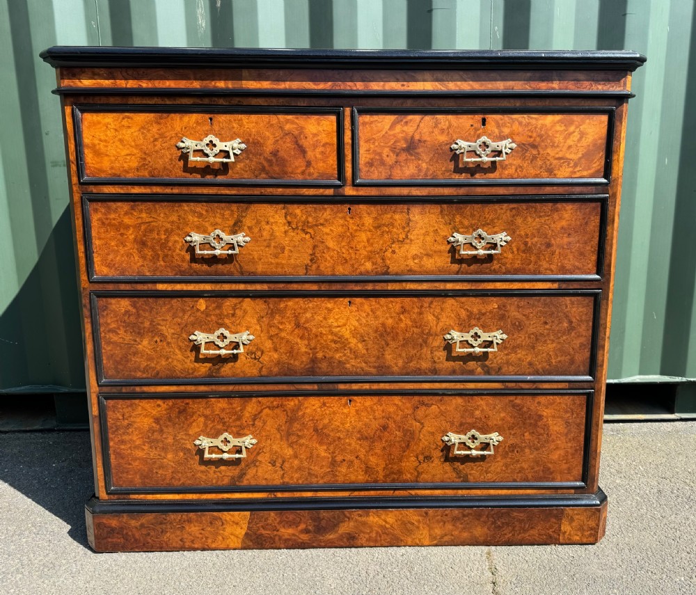 An antique burr walnut chest of drawers featuring two short drawers above three long drawers with ornate pierced brass handles and dark framed borders.