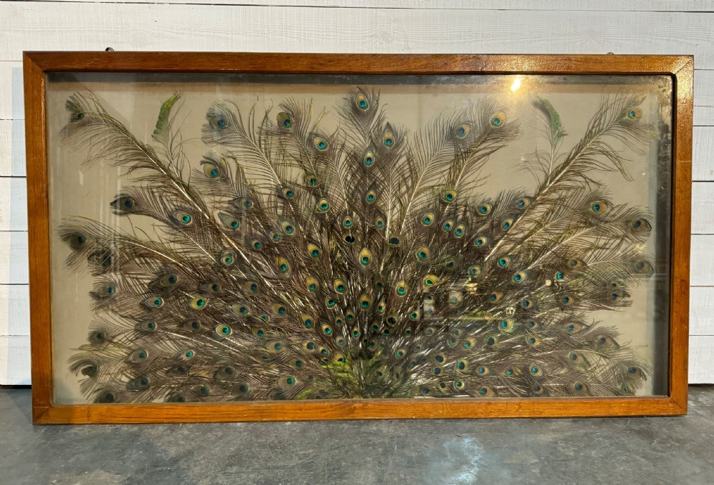 A large glazed wooden frame displaying a wide fan arrangement of natural peacock eye feathers against a neutral background.