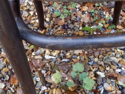 BENTWOOD CHAIR POLISH - ADDITIONAL PHOTO 5
