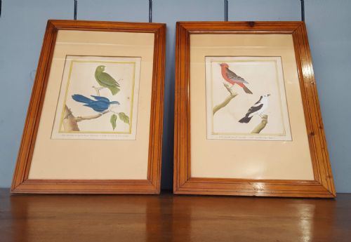 Early Hand Coloured Bird Prints C1800