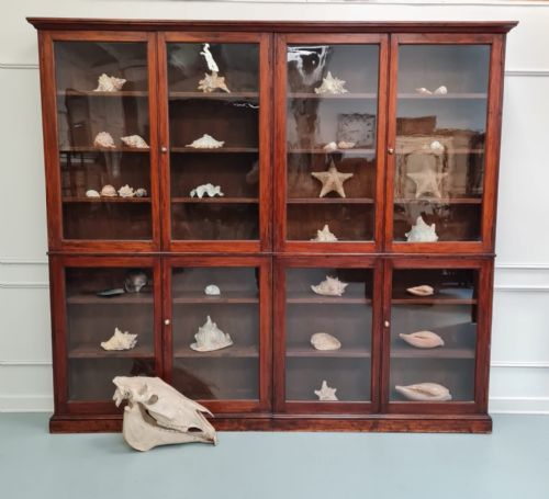 Large Antique Museum Cabinet C1900