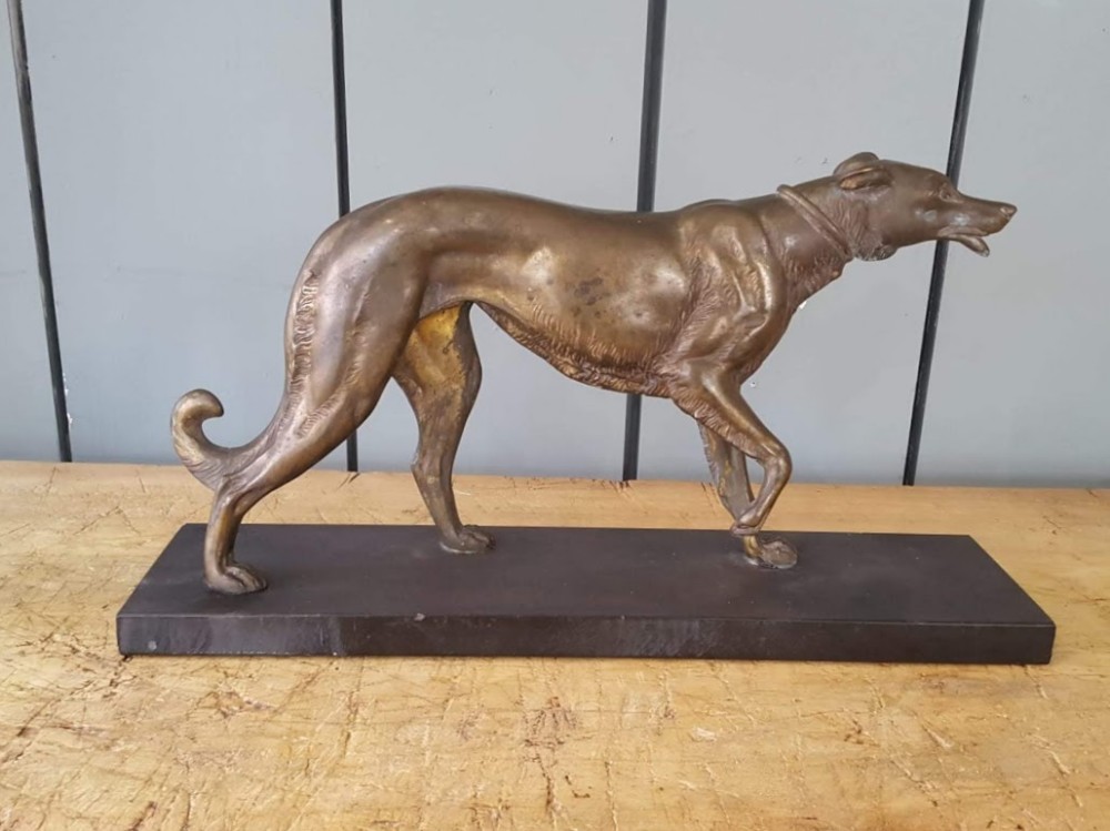 Gorgeous study of Dog