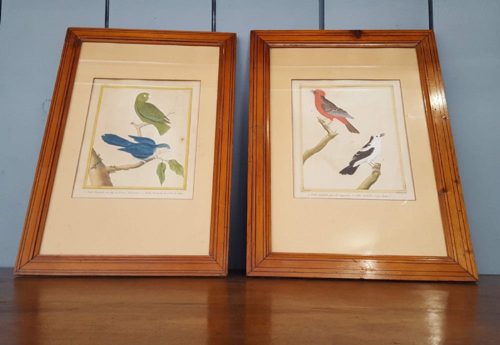 Early Hand Coloured Bird Prints C1800 View II