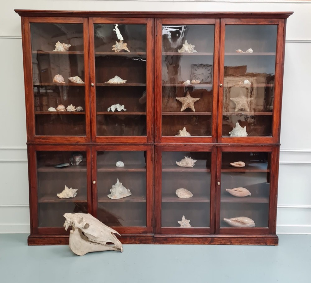 Large Antique Museum Cabinet c1900