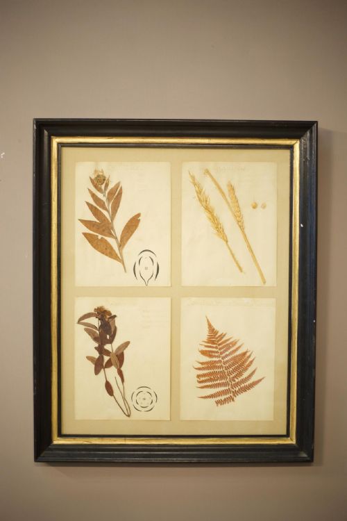 20th Century Framed Herbarium Pages