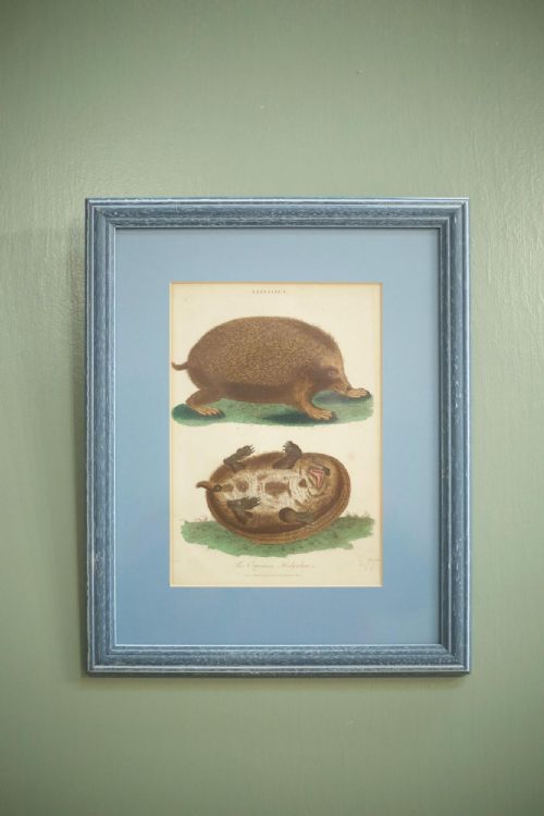 19th Century Book Plate of a Hedgehog