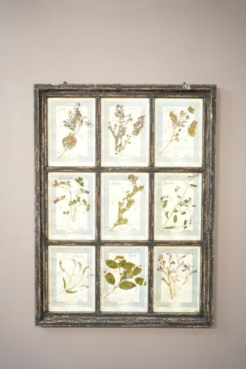 Vintage Framed Collection of Herbariums