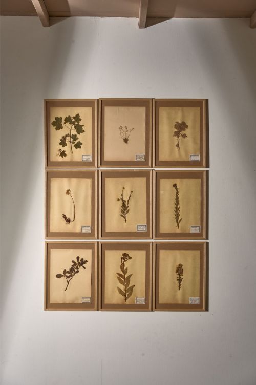 Set of 9 20th Century Framed Herbarium Pages