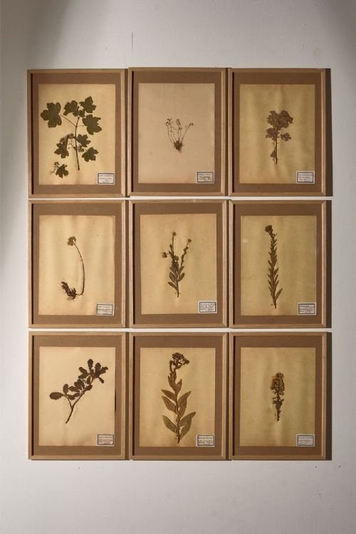 fig 1. Set of 9 20th century framed Herbarium pages