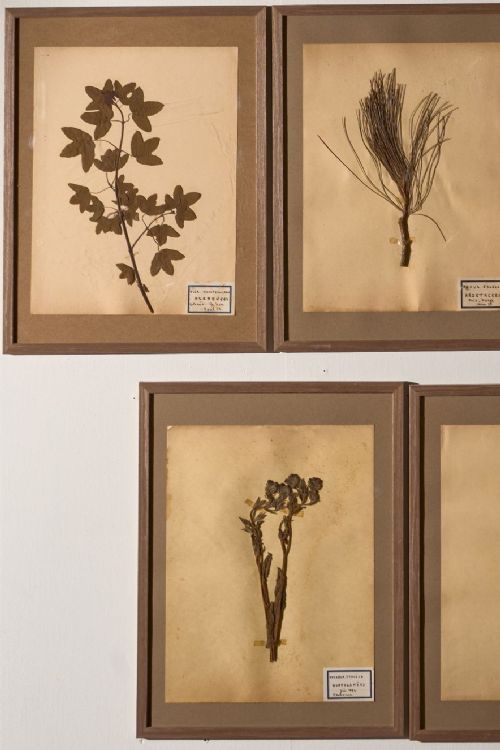 fig 1. A set of five matching brown wooden frames containing preserved plant specimens mounted on cream paper with handwritten classification labels.