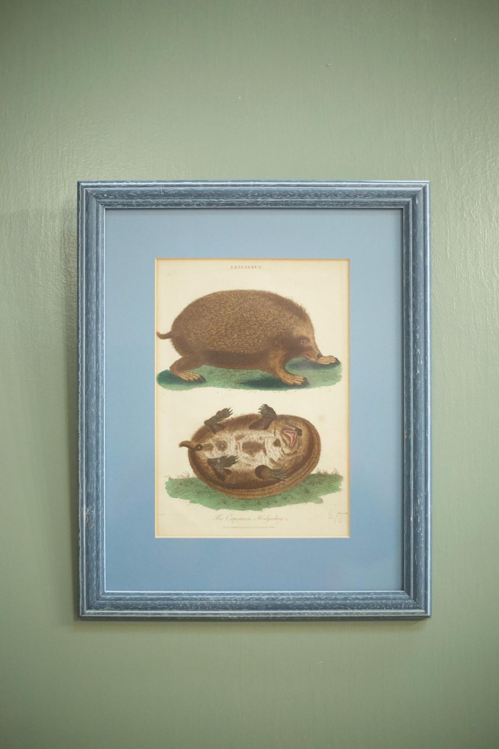 19th century book plate of a hedgehog