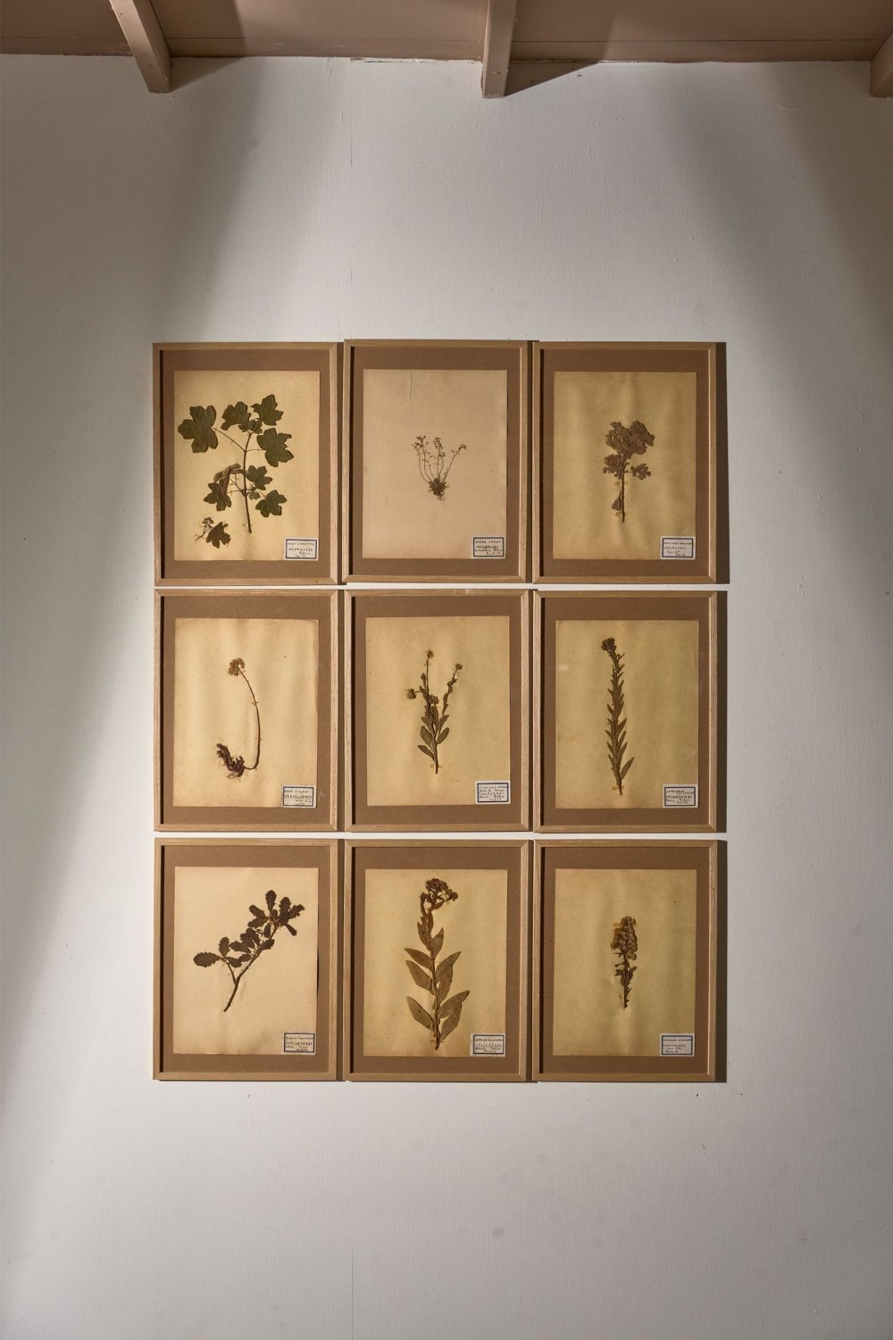 Set of 9 20th century framed Herbarium pages
