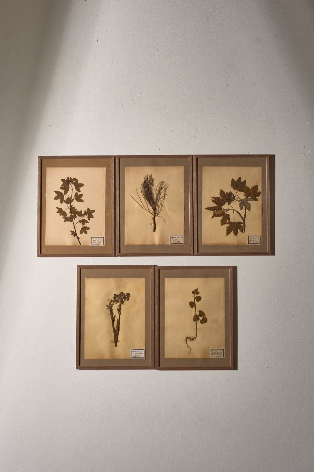 A set of five matching brown wooden frames containing preserved plant specimens mounted on cream paper with handwritten classification labels.