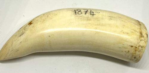 LARGE 19TH CENTURY SCRIMSHAW WITH NAIVE CARVED WHALE SHIP DATED 1874 - ADDITIONAL PHOTO 2