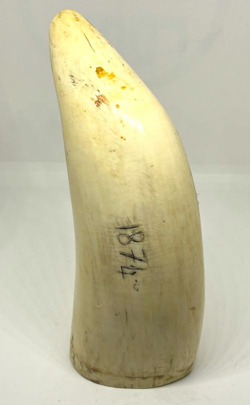 LARGE 19TH CENTURY SCRIMSHAW WITH NAIVE CARVED WHALE SHIP DATED 1874 - ADDITIONAL PHOTO 5