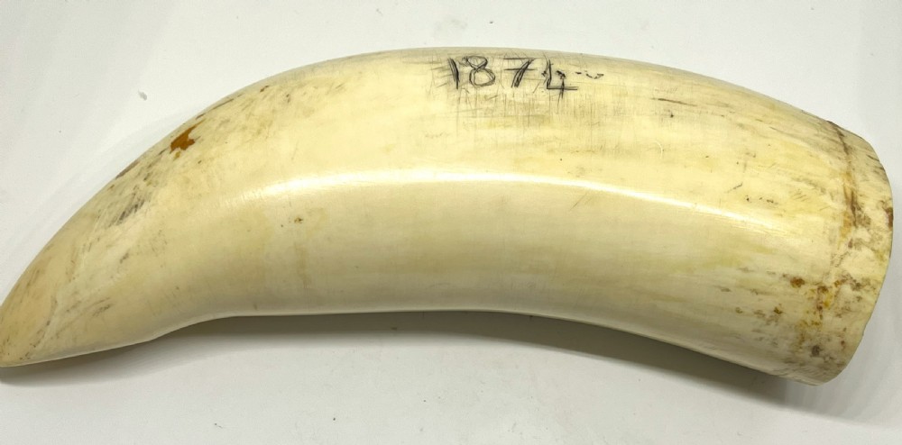 Large 19th Century Scrimshaw With Naive Carved Whale Ship Dated 1874 View III
