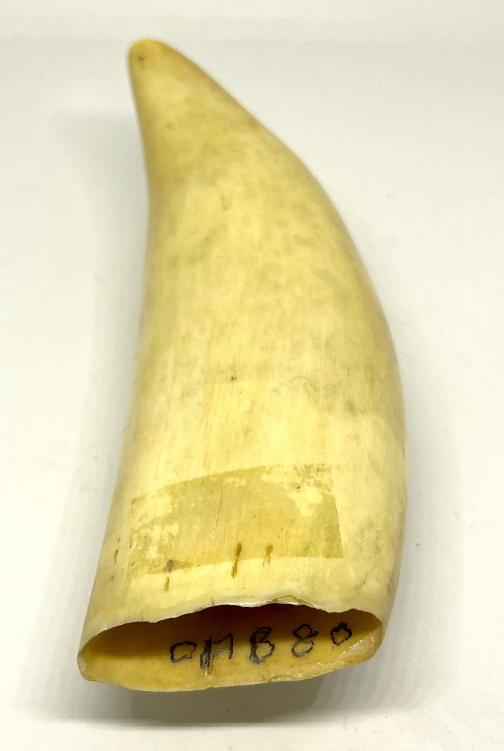 19th Century Scrimshaw With Detailed Carving Of A Whaling Ship View III