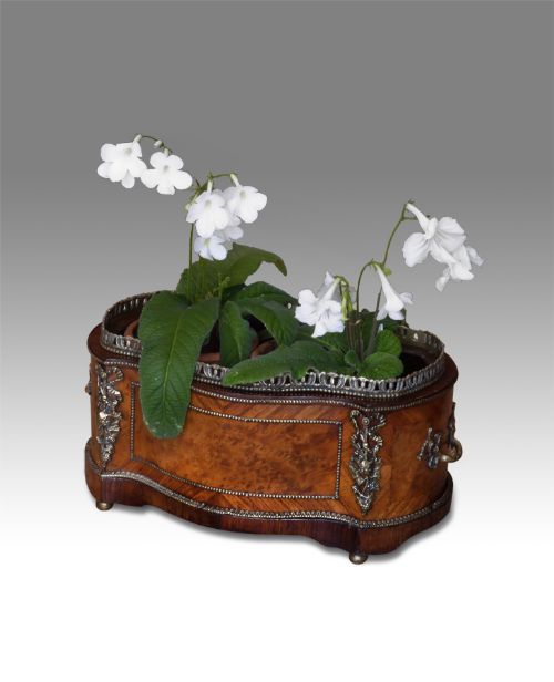 19th Century French Kingwood Jardinière
