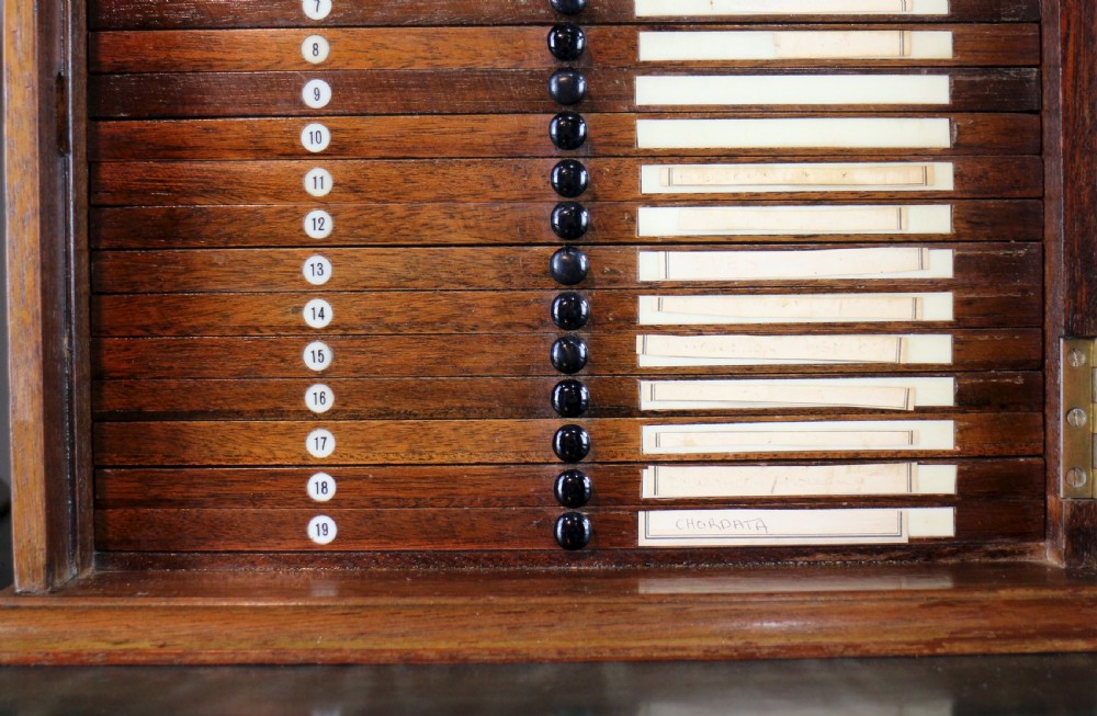 A pair of late nineteenth-century walnut microscope slide cabinets featuring glazed doors revealing shallow numbered drawers. View XVI