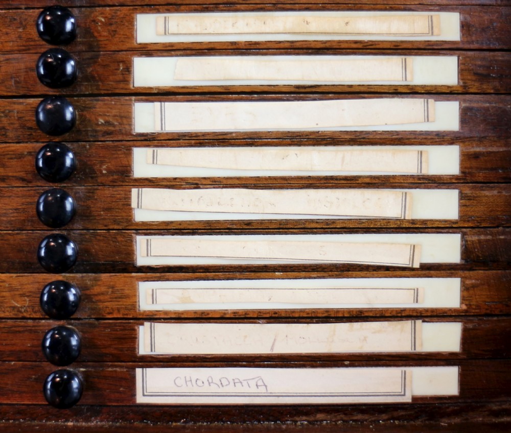 A pair of late nineteenth-century walnut microscope slide cabinets featuring glazed doors revealing shallow numbered drawers. View XIX