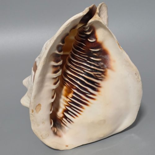 FINE LARGE 18CM ANTIQUE CONCH SHELL CAMEO AURORA CHARIOT MYTHICAL SCENE - ADDITIONAL PHOTO 3