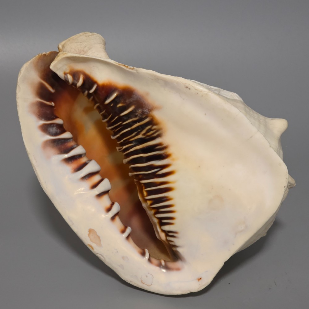 Fine Large (18cm) Antique Conch Shell Cameo Aurora Chariot Mythical Scene View X