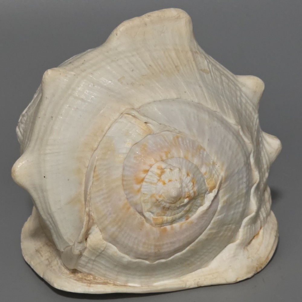 Fine Large (18cm) Antique Conch Shell Cameo Aurora Chariot Mythical Scene View XVII