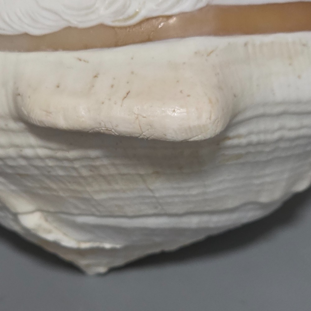 Fine Large (18cm) Antique Conch Shell Cameo Aurora Chariot Mythical Scene View XVIII