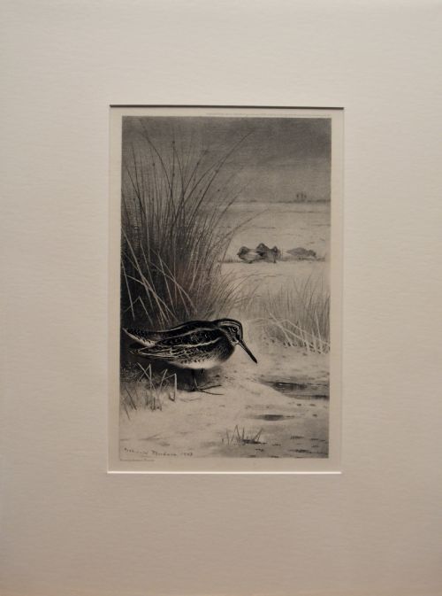 fig 1. Jack Snipe, Photogravure engraving after Archibold Thornburn