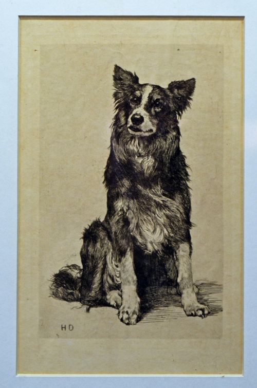 Original Etching by Herbert Dicksee of a Border Collie