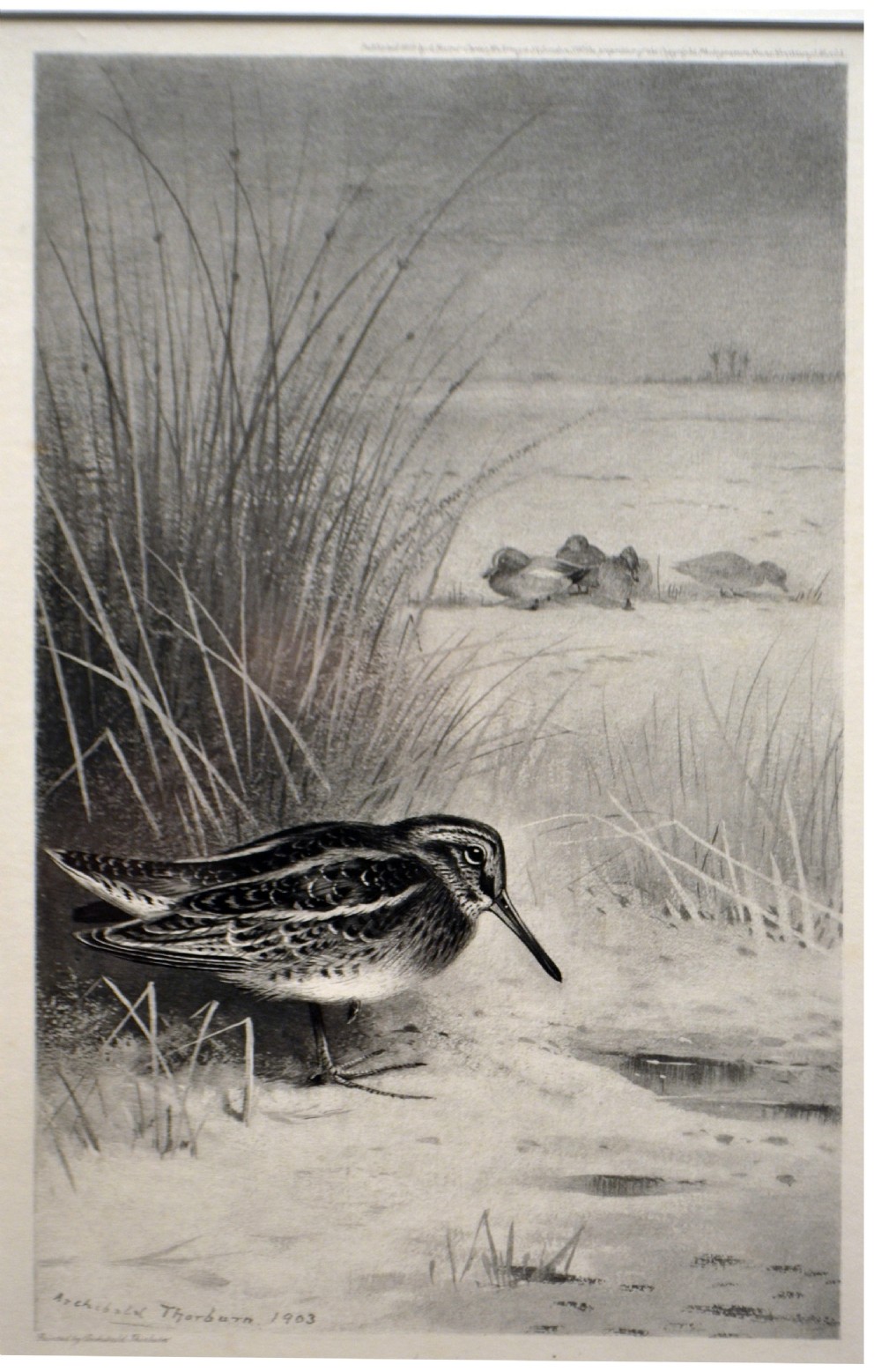 Jack Snipe,  Photogravure engraving after Archibold Thornburn