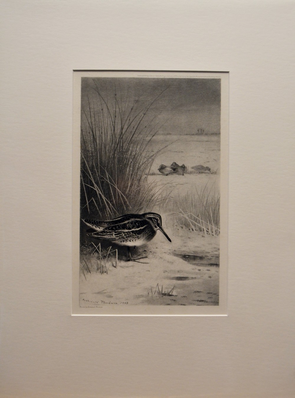 Jack Snipe,  Photogravure engraving after Archibold Thornburn View II